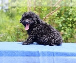 Small #28 Poodle (Toy)