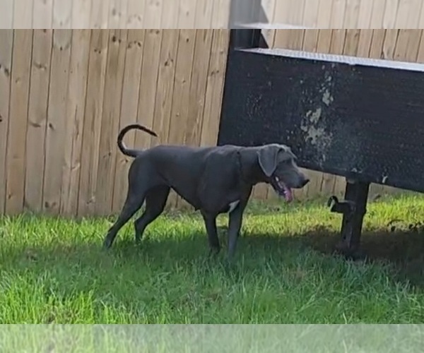 Medium Photo #1 Great Dane Puppy For Sale in DENHAM SPRINGS, LA, USA