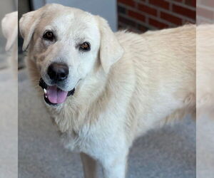 Great Pyrenees Dogs for adoption in Edmond, OK, USA