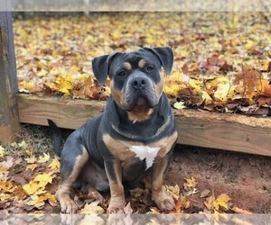 Father of the American Bully puppies born on 10/21/2023