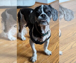 Cava-Tzu Dogs for adoption in Dana Point, CA, USA