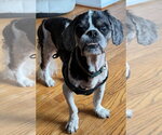 Ushi - Male Cava-Tzu Dog for Adoption - Small photo