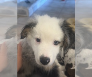 Miniature Australian Shepherd Puppy for Sale in LAKELAND, Florida USA