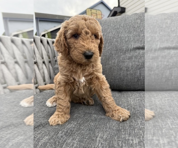 Medium Photo #4 Goldendoodle Puppy For Sale in OAKLAND, CA, USA
