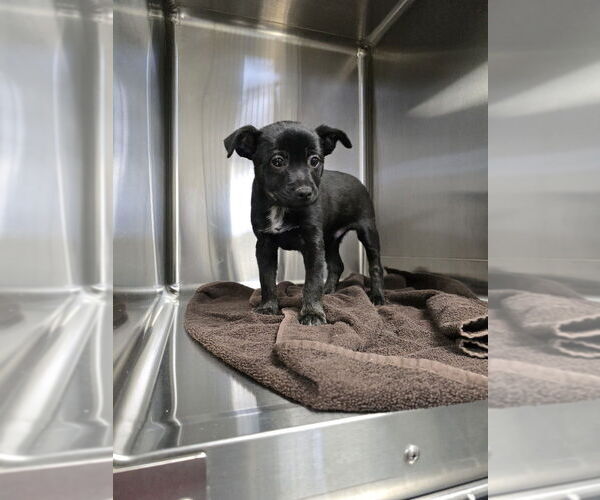 Medium Photo #5 Mutt Puppy For Sale in Evansville, IN, USA