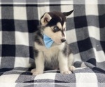 Small Photo #4 Siberian Husky Puppy For Sale in LAKELAND, FL, USA