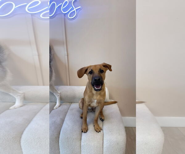 Medium Photo #5 Mutt Puppy For Sale in miami, FL, USA