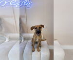 Small #4 Mutt