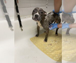 French Bulldog-Unknown Mix Dogs for adoption in Easton, MD, USA