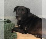 Small #5 Labrador Retriever Mix