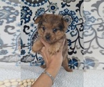 Puppy Beast Yoranian