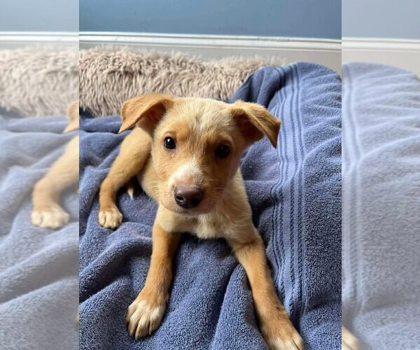 Medium Photo #3 Labrador Retriever-Unknown Mix Puppy For Sale in New York, NY, USA