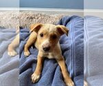 Small #2 Labrador Retriever Mix