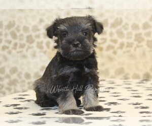 Schnauzer (Miniature) Puppy for sale in DENVER, PA, USA