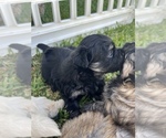 Small Photo #13 Maltipom Puppy For Sale in MIRA LOMA, CA, USA