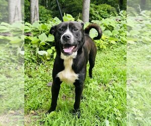 Mutt Dogs for adoption in Clarkesville, GA, USA