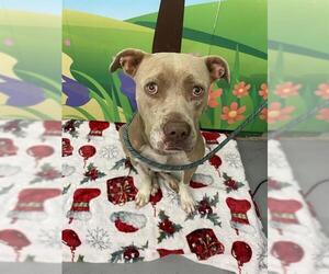 American Staffordshire Terrier-Unknown Mix Dogs for adoption in Waco, TX, USA