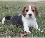Puppy Tate Beagle
