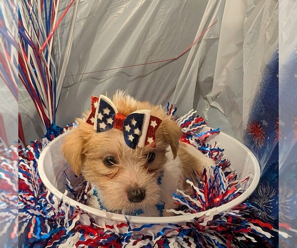 Medium Photo #5 Morkie Puppy For Sale in VIRGINIA BEACH, VA, USA