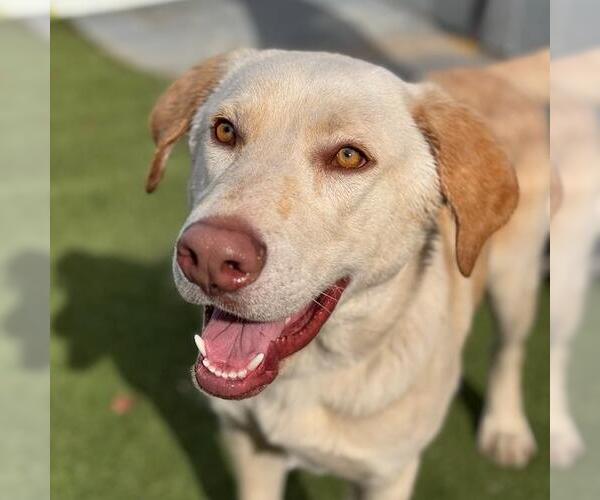 Medium Photo #3 Labrador Retriever-Unknown Mix Puppy For Sale in San Diego, CA, USA