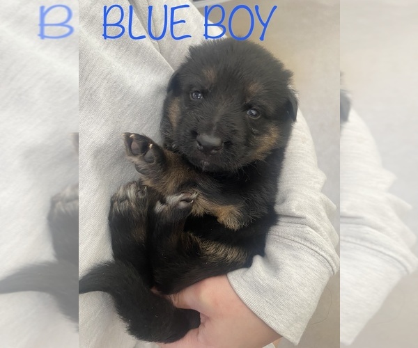 Medium Photo #11 German Shepherd Dog Puppy For Sale in SPRINGFIELD, IL, USA