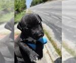 Small Labrador Retriever Mix