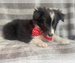 Small Photo #7 Border Collie Puppy For Sale in LAKELAND, FL, USA