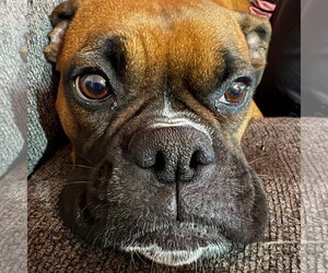 Delilah - Female Boxer Dog for Adoption - Photo #2