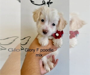 Poodle (Miniature) Dogs for adoption in Studio City, CA, USA