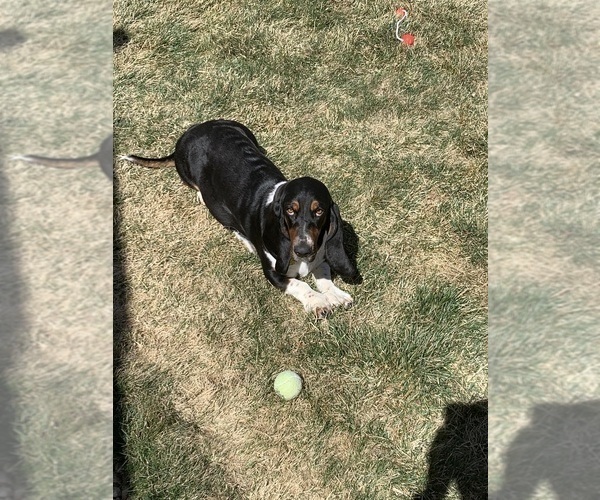 Medium Photo #1 Basset Hound Puppy For Sale in MARTINSVILLE, VA, USA