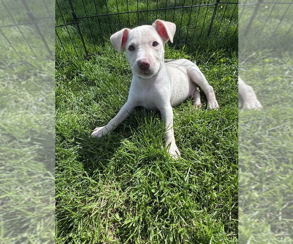 Medium Photo #8 Siberian Husky-Unknown Mix Puppy For Sale in Springdale, PA, USA