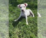 Small #7 Siberian Husky Mix