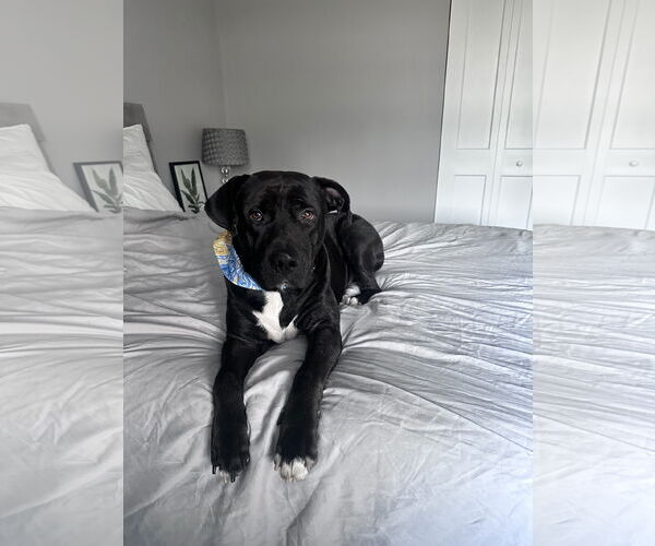 Medium Photo #1 Labrador Retriever-Unknown Mix Puppy For Sale in Miami, FL, USA