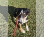 Small Photo #2 Australian Shepherd-Unknown Mix Puppy For Sale in Wakefield, RI, USA