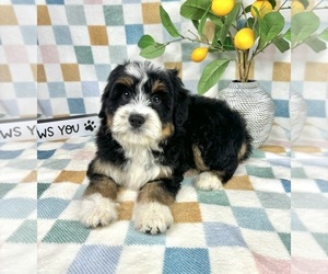Bernedoodle (Miniature) Puppy for sale in FRANKLIN, IN, USA