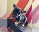 Puppy Puppy 3 French Bulldog