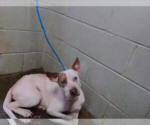 Mutt Dogs for adoption in Tulsa, OK, USA