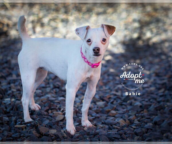 Medium Photo #3 Jack Chi Puppy For Sale in Salt Lake City, UT, USA