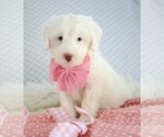 Small Photo #1 Poodle (Miniature)-Sheepadoodle Mix Puppy For Sale in SHIPSHEWANA, IN, USA