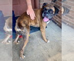 Small #3 Boxer