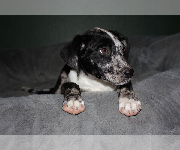 Medium Photo #3 Australian Shepherd-Unknown Mix Puppy For Sale in Phoenix, AZ, USA