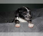 Small #2 Australian Shepherd Mix