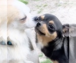 Small #7 Chihuahua