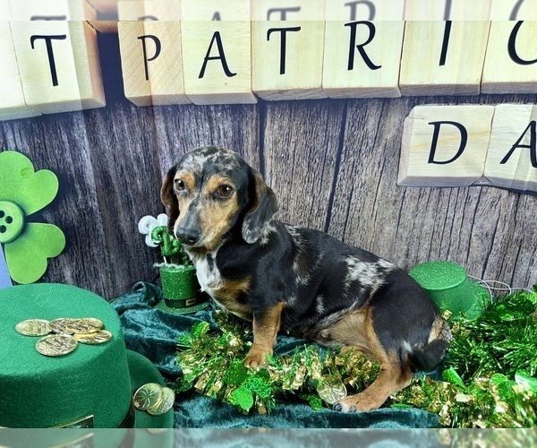 Medium Photo #8 Dachshund Puppy For Sale in CASSVILLE, MO, USA