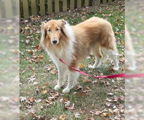 Medium Photo #1 Collie Puppy For Sale in Chantilly, VA, USA