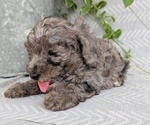 Small Photo #45 Poodle (Toy) Puppy For Sale in GOSHEN, IN, USA