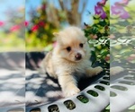 Small Photo #2 Pomeranian Puppy For Sale in SMITHVILLE, TX, USA
