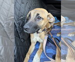 Small #8 Black Mouth Cur-German Shepherd Dog Mix