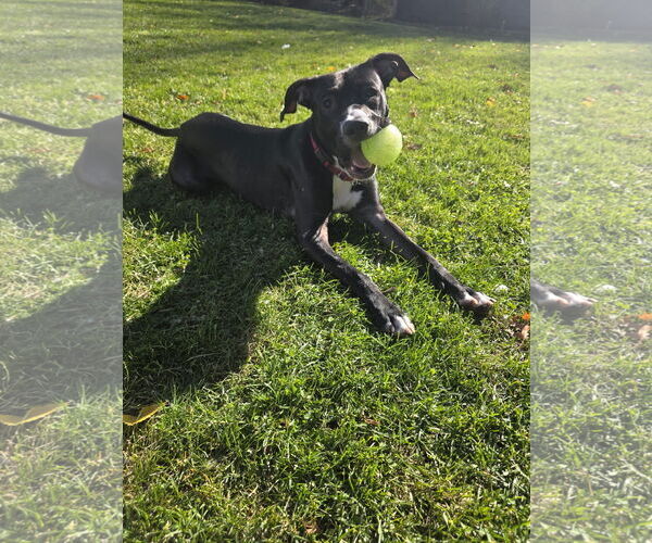 Medium Photo #9 American Pit Bull Terrier-Labrador Retriever Mix Puppy For Sale in Princeton, MN, USA