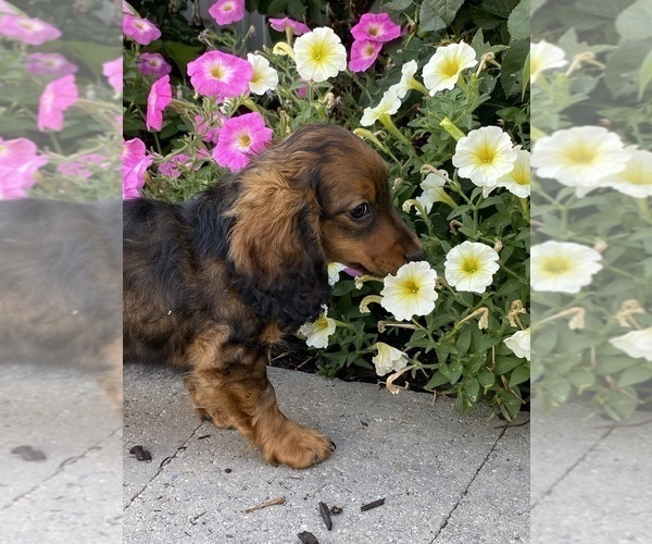 Medium Photo #6 Dachshund Puppy For Sale in CANOGA, NY, USA